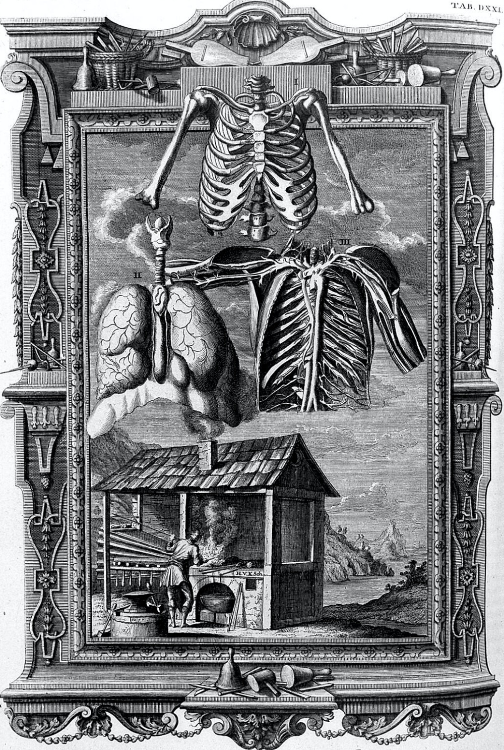 lungs illustration 1730s