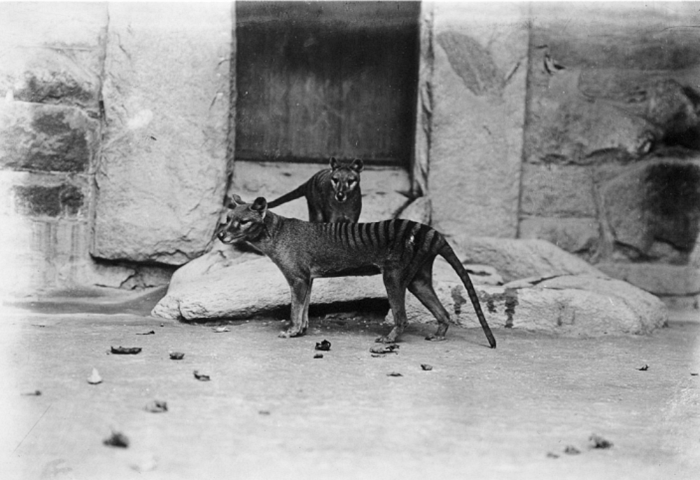 thylacines at the National Zoo 1903