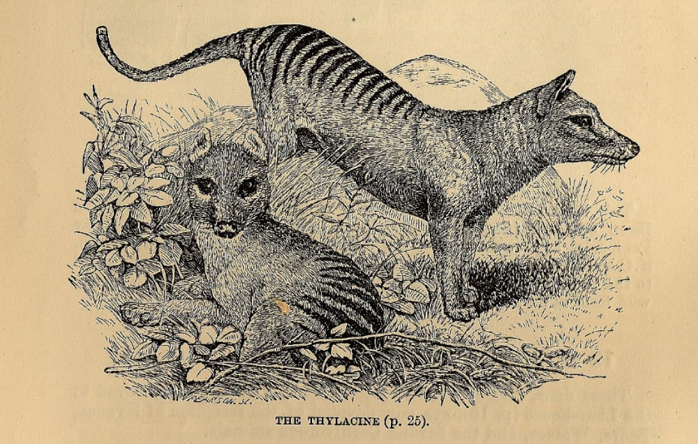 scientific drawing of two thylacines