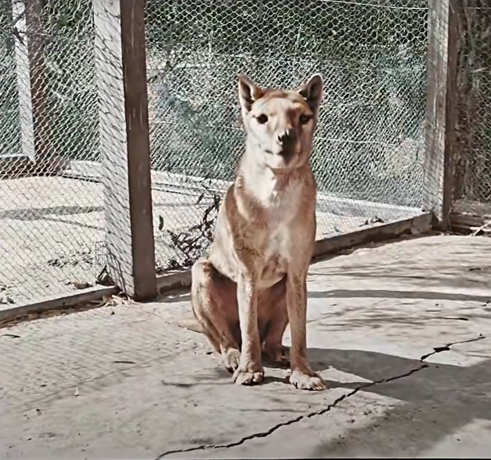 Benjamin the last known thylacine