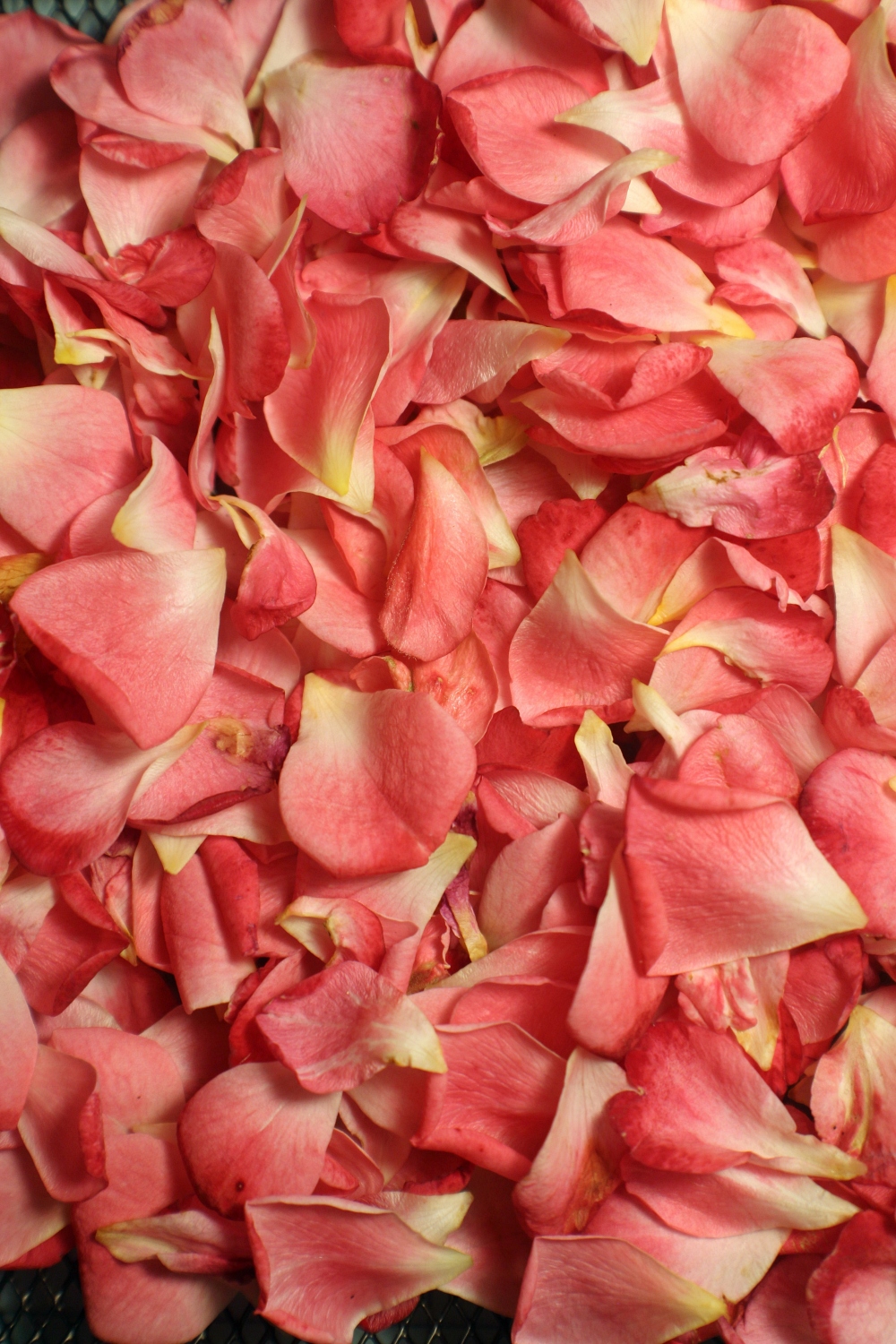 rose petals