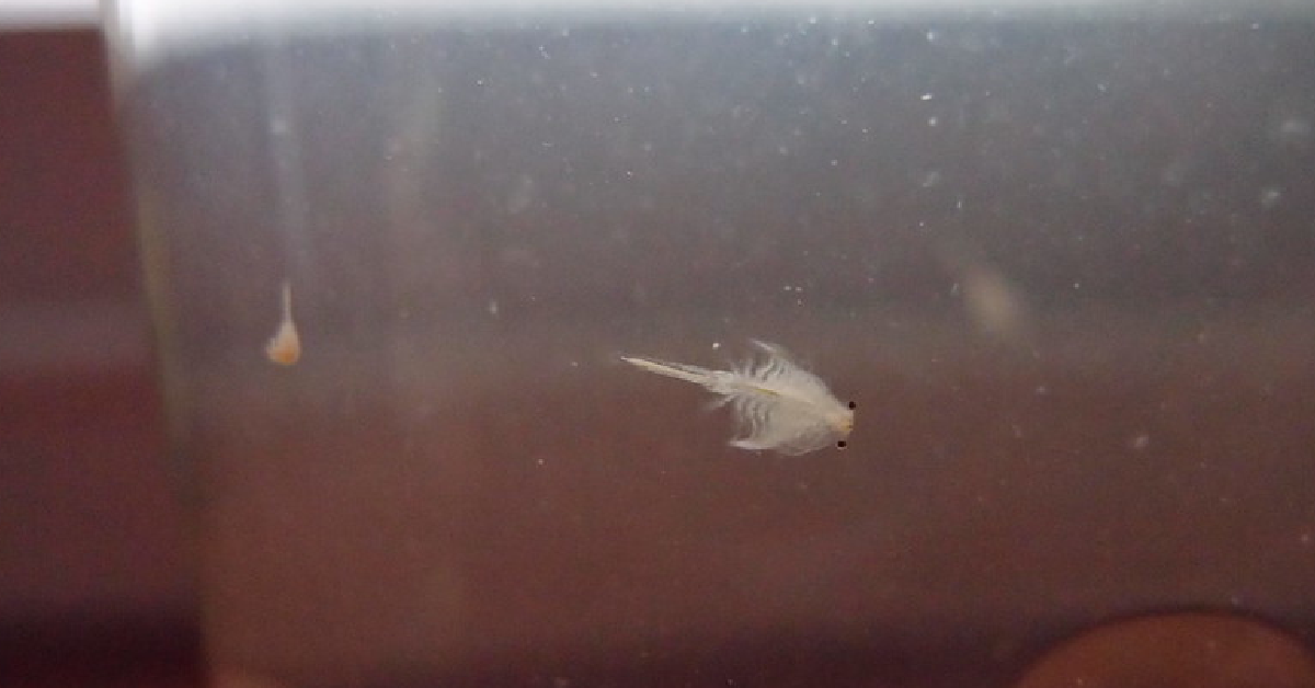 What Are Sea Monkeys? Say Hello To The World's Second Easiest Pet