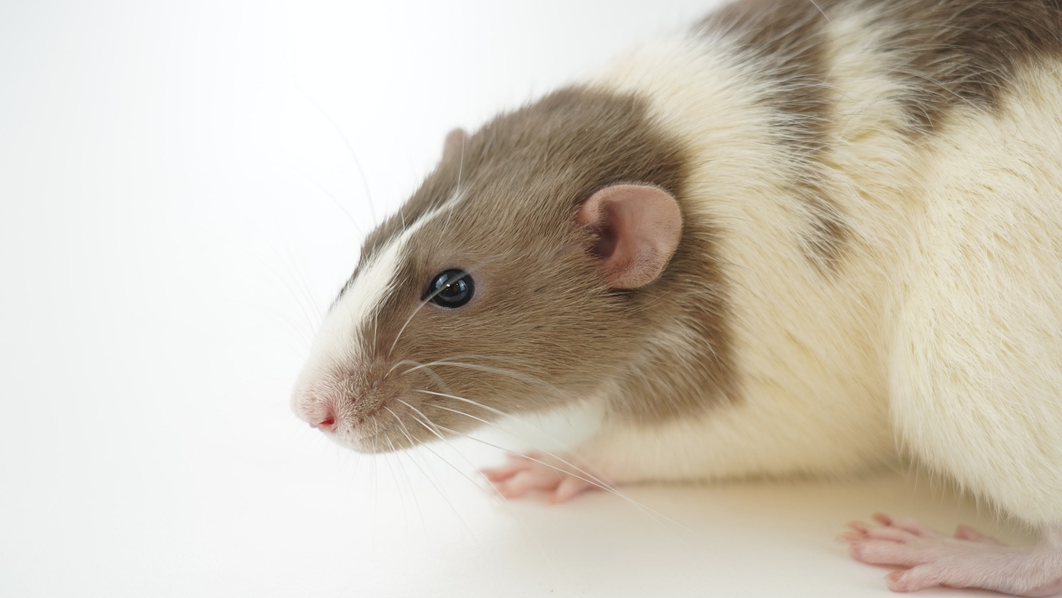 rat on white background