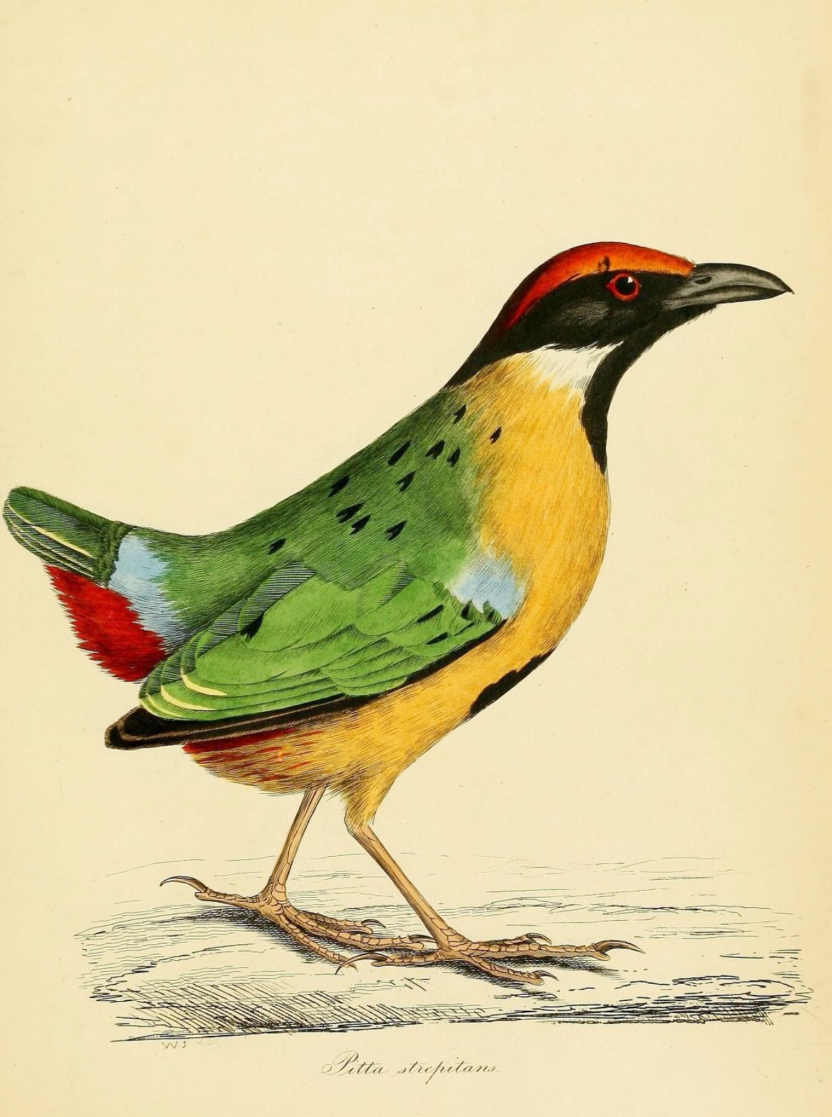 1835 ornithology book containing arsenic green illustrations