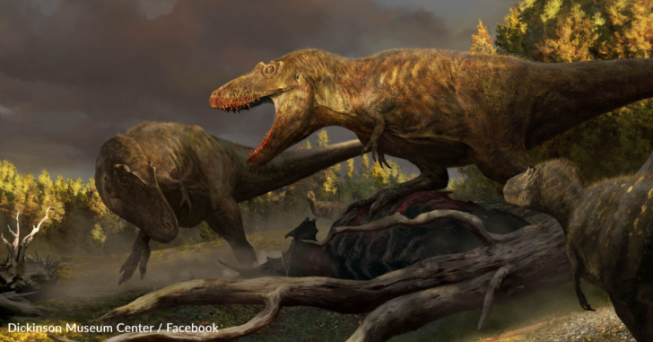 Scientists Discover Fossil Of Missing Link In The T Rex Family | Dusty Old  Thing