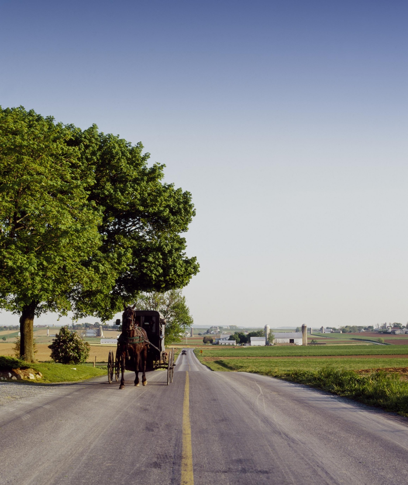 Amish buggy on paved road