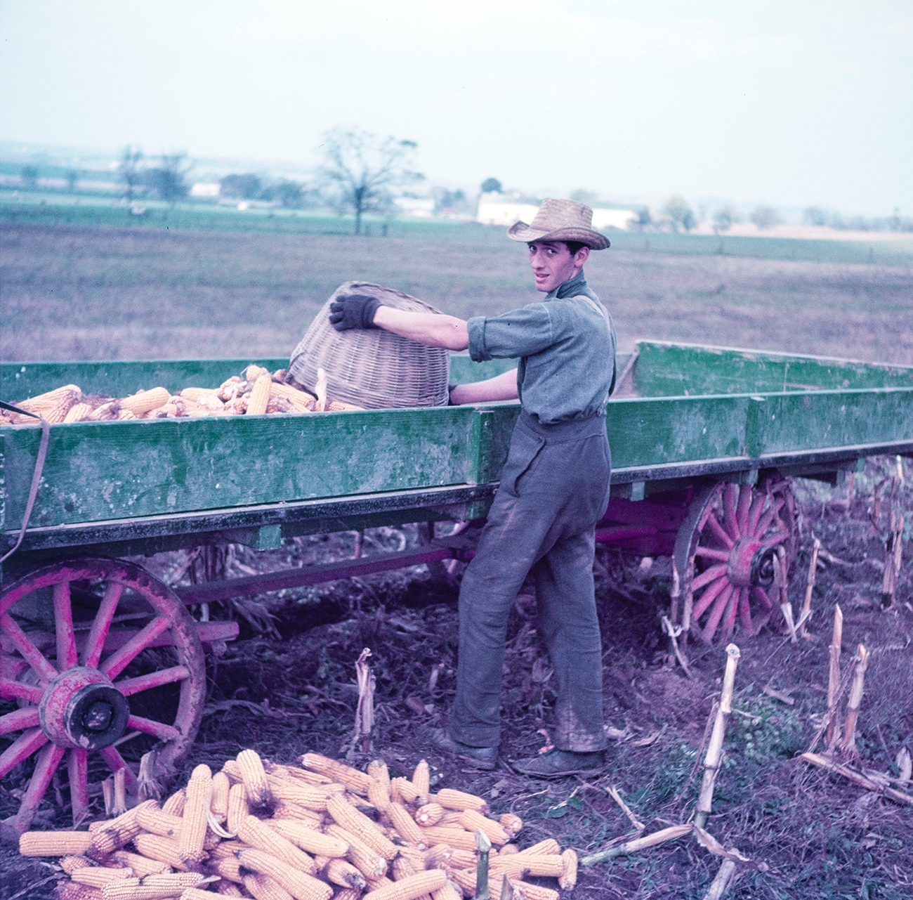 Amish male working harvesting corn