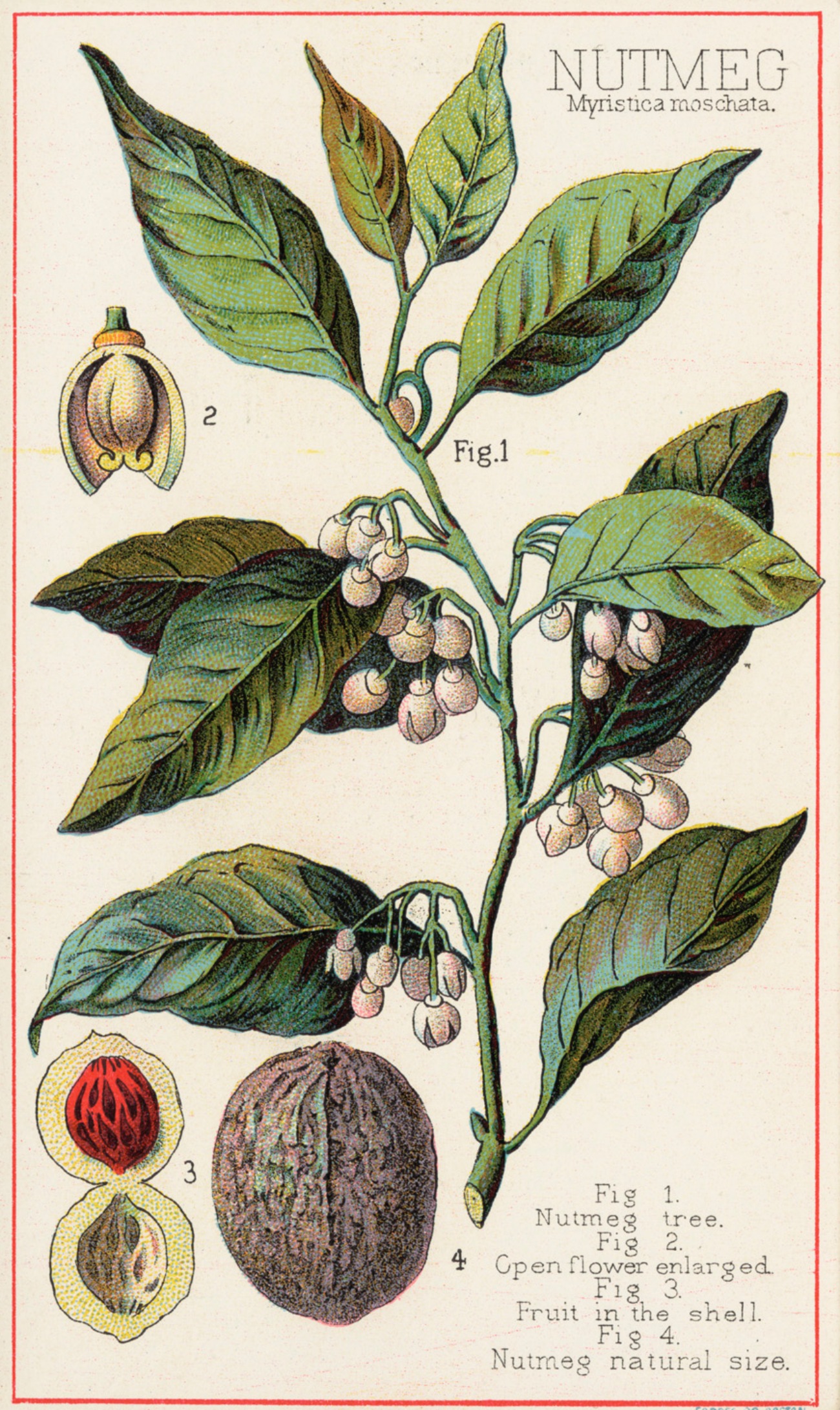 1800s Nutmeg horticultural drawing