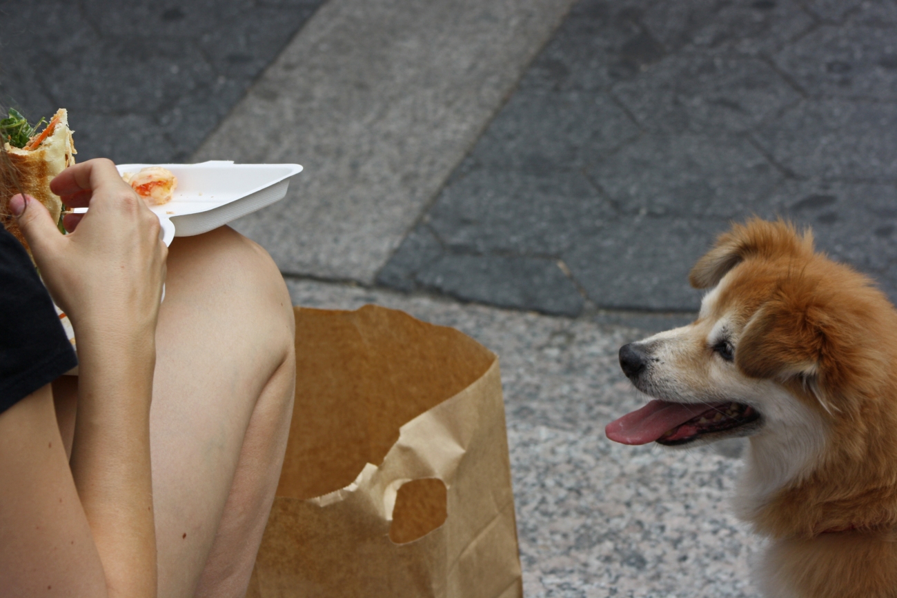Small Dog Watching a Person Eating a Sandwich