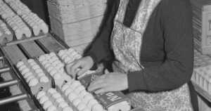 Eggs Being Packed into Cartons 1942