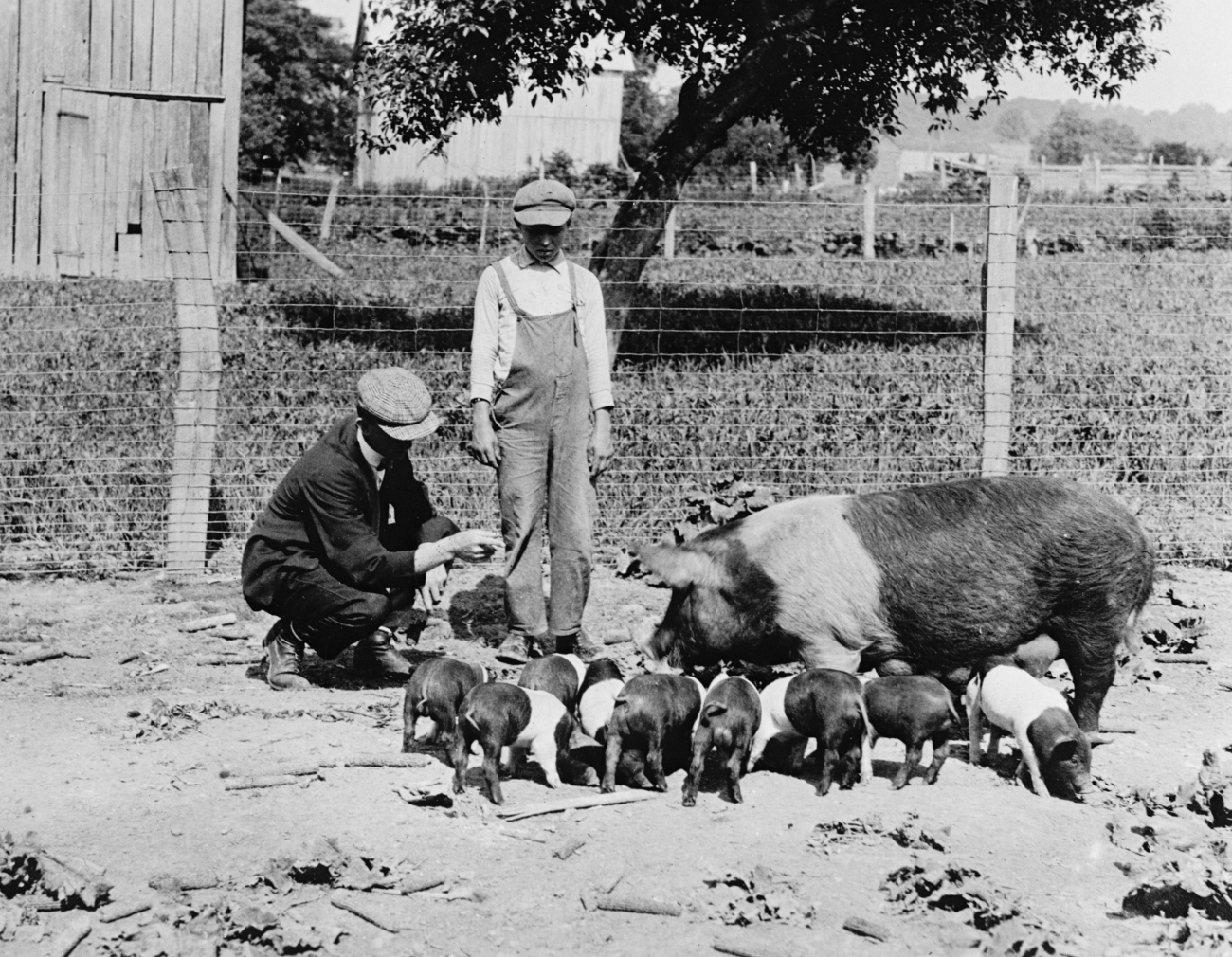 Pig with Piglets and 2 Farmers