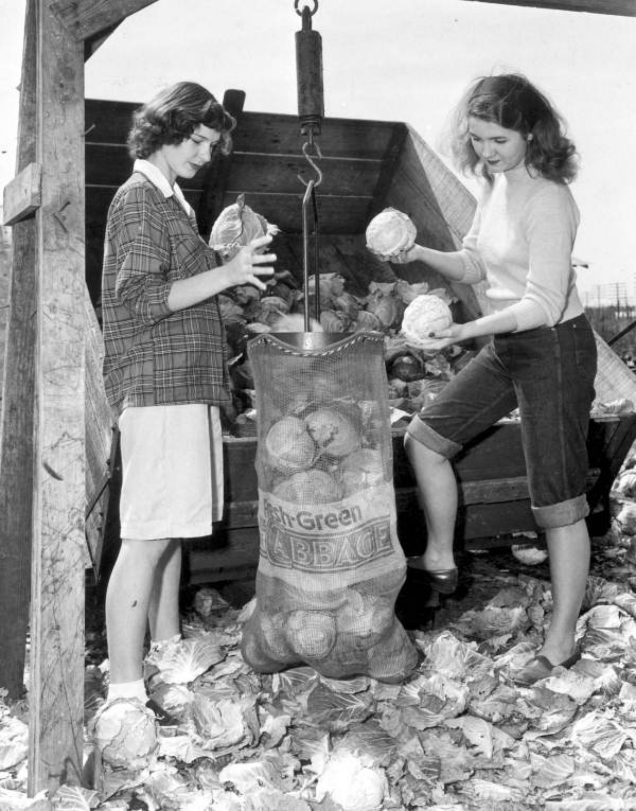 1950s Women Bagging Cabbage