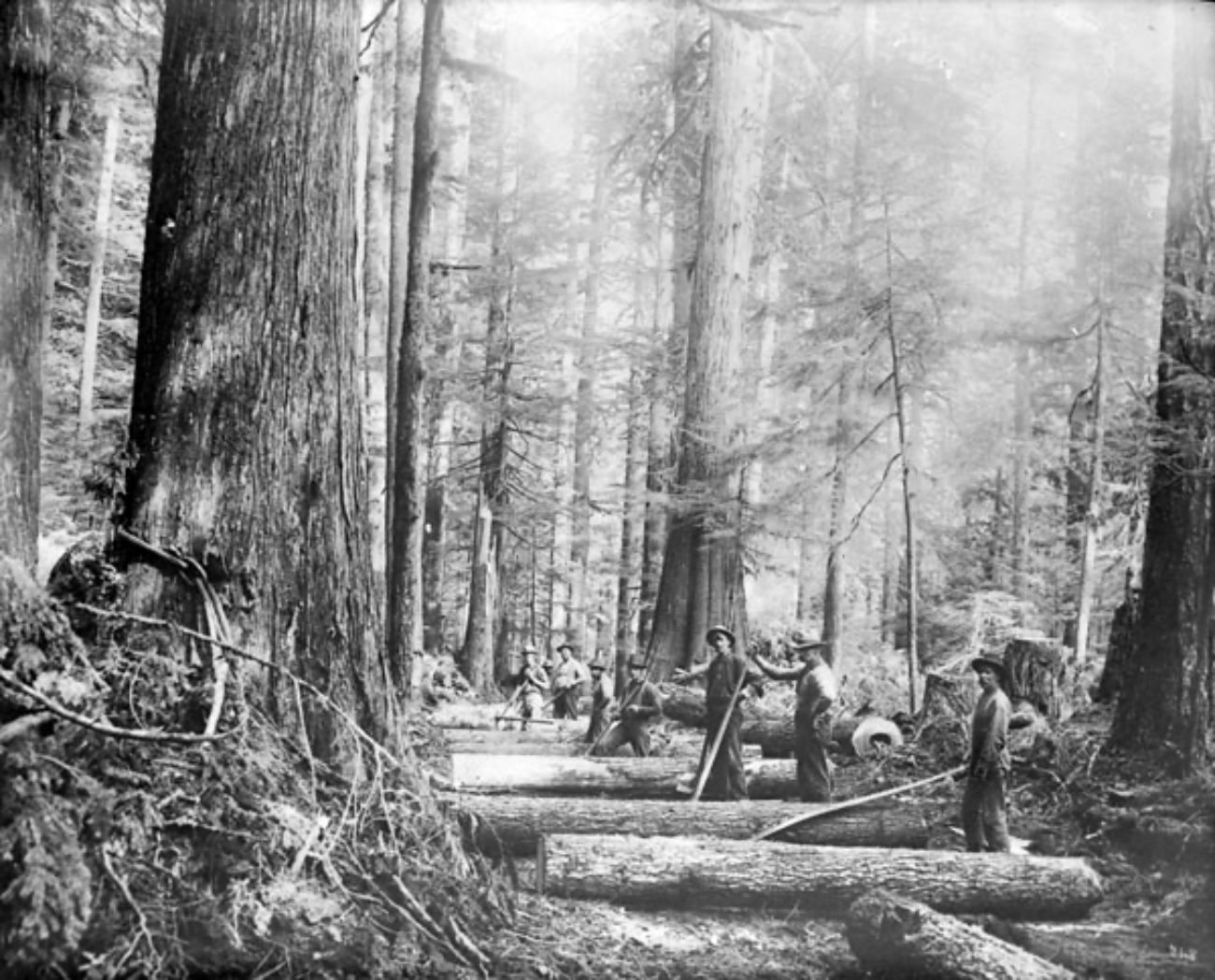 Canadian Lumberjacks