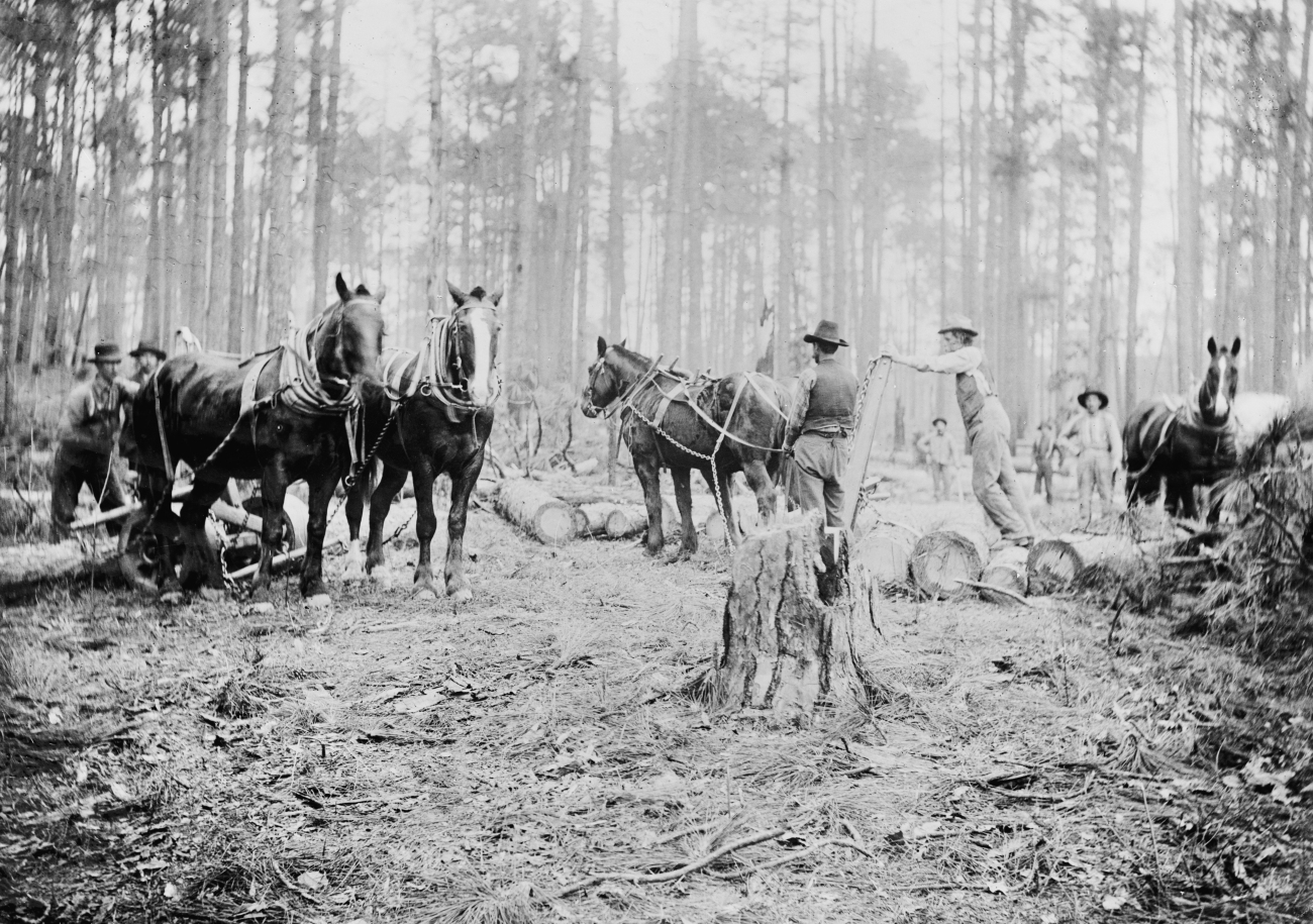 Skidding logs Using Horses 1902