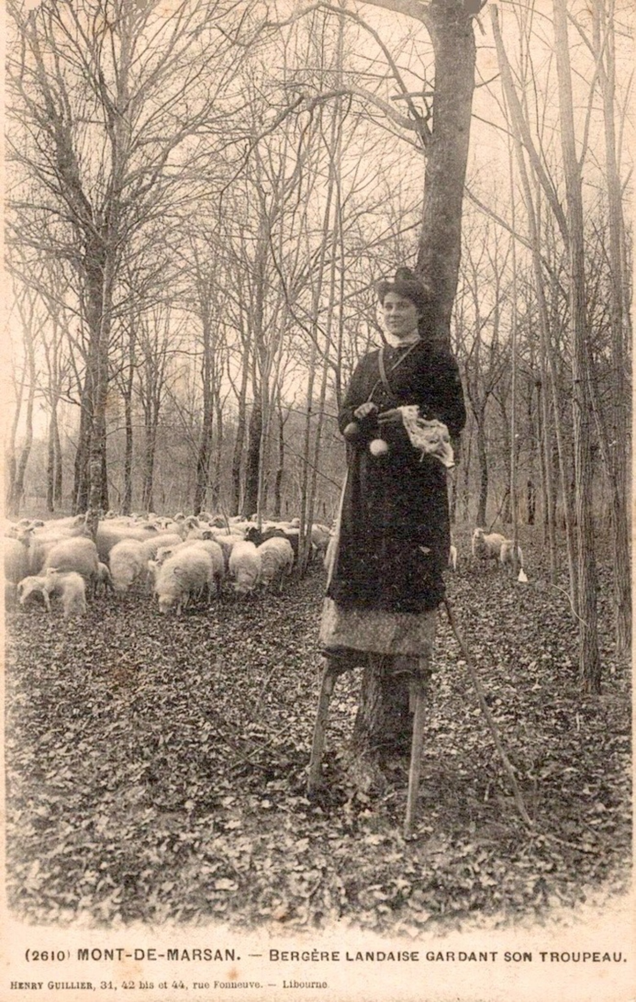 Female Tchankat in Landes