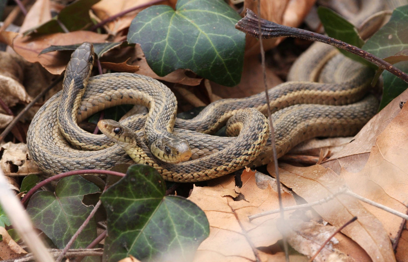 Garter Snakes on Leaves and Ivy