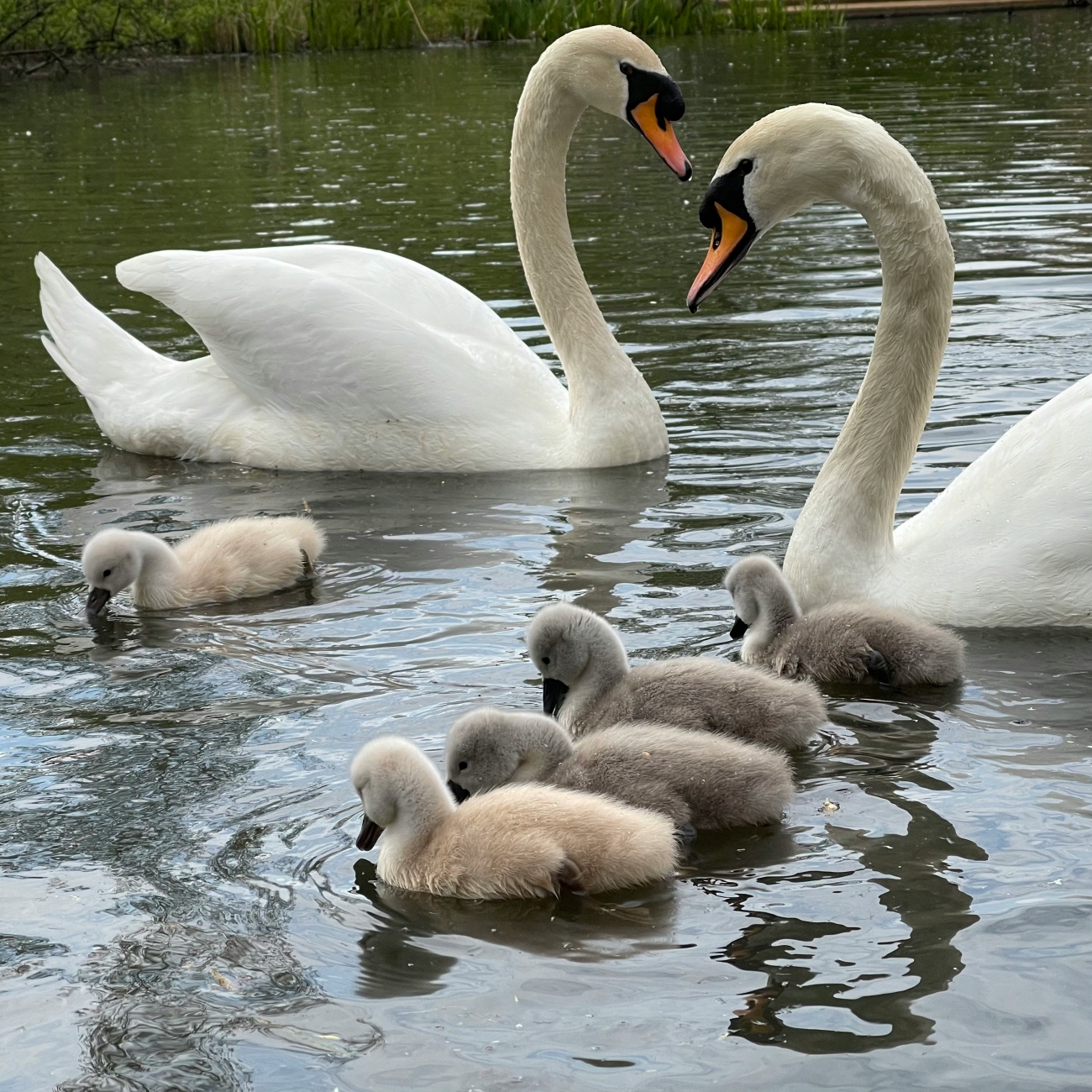 2 Swans with Cygnets