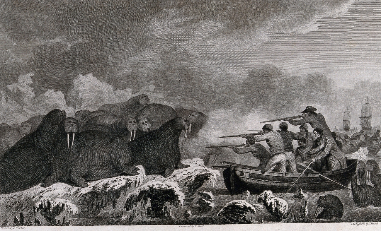 Engraving Depicting Captain Cooks Men Shooting Walruses