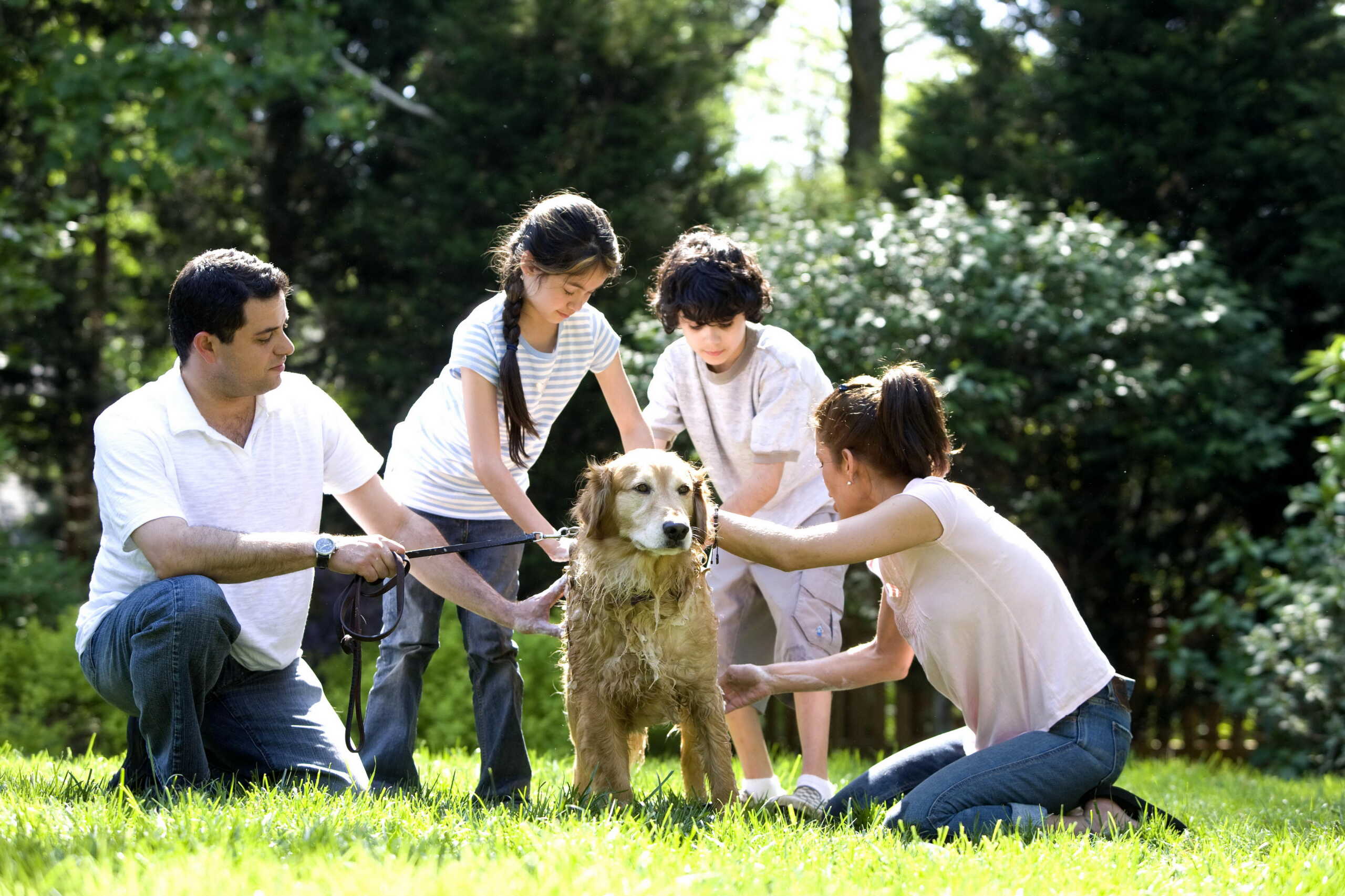 In a grass field, a family of four washes a golden retriever. The dad (left) holds the leash of the dog and pets is, the daughter (center left) and son (center right) wash the dog. The mom (right) also washes the dog. Behind the family is a forest.