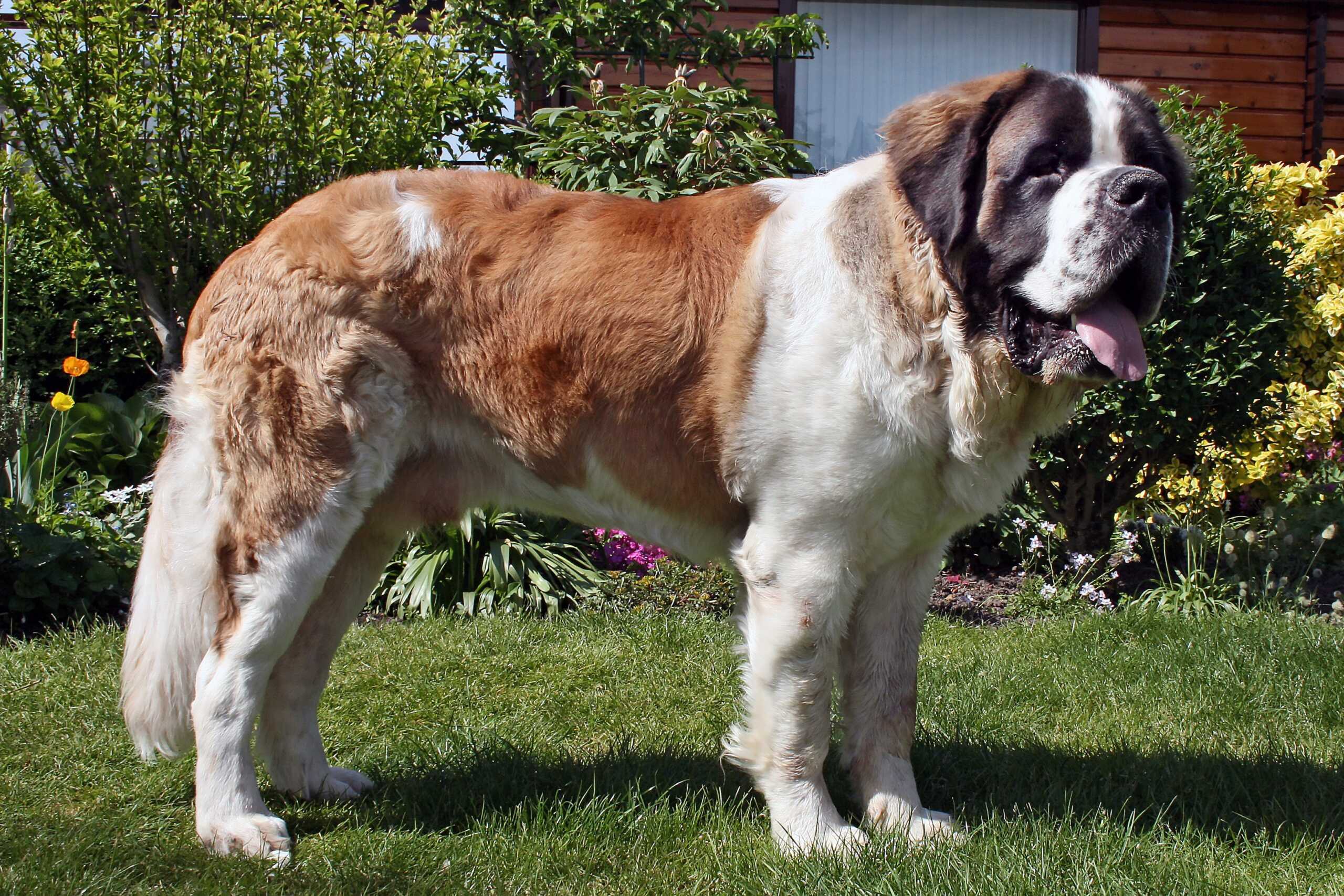 A big, playful dog with a shiny coat stands in vibrant grass, exuding joy and energy in the open air.