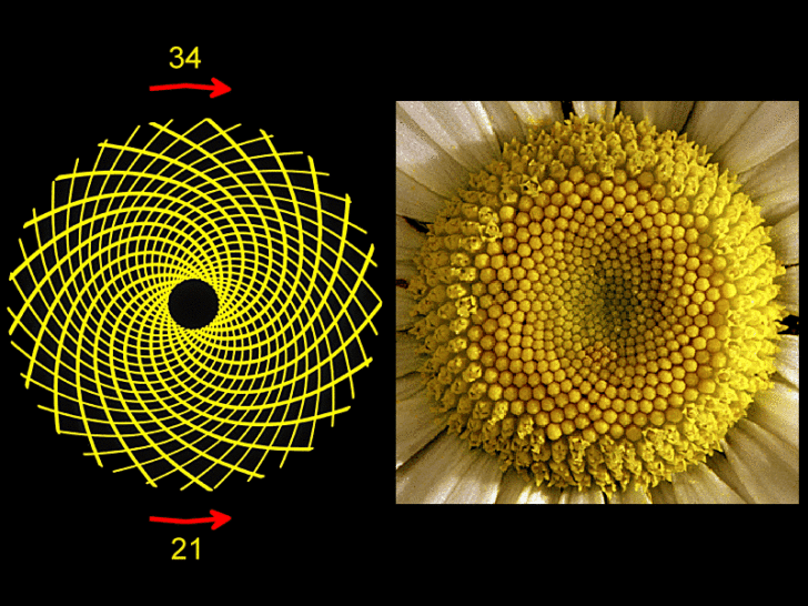 fibonacci sequence in roses