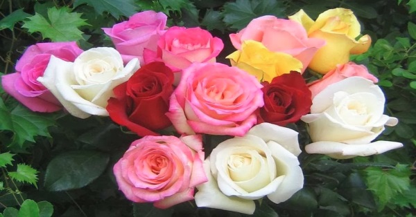 A White, Pink, and Yellow Rose | FaithHub