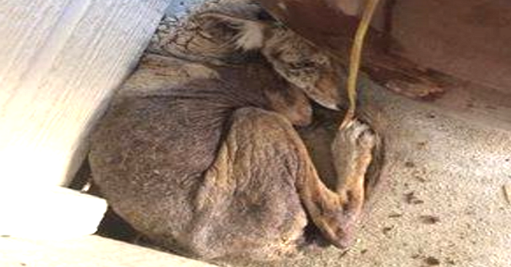 Cowering Coyote With Severe Mange Rescued From Porch Of California Home ...