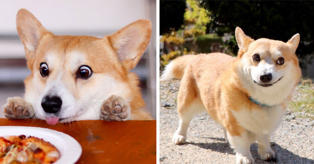 Here Are 10 Photos Of The Most Expressive Corgi Known To Man. Enjoy ...