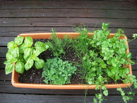 How to Create an Herb Container Garden | Crafty House