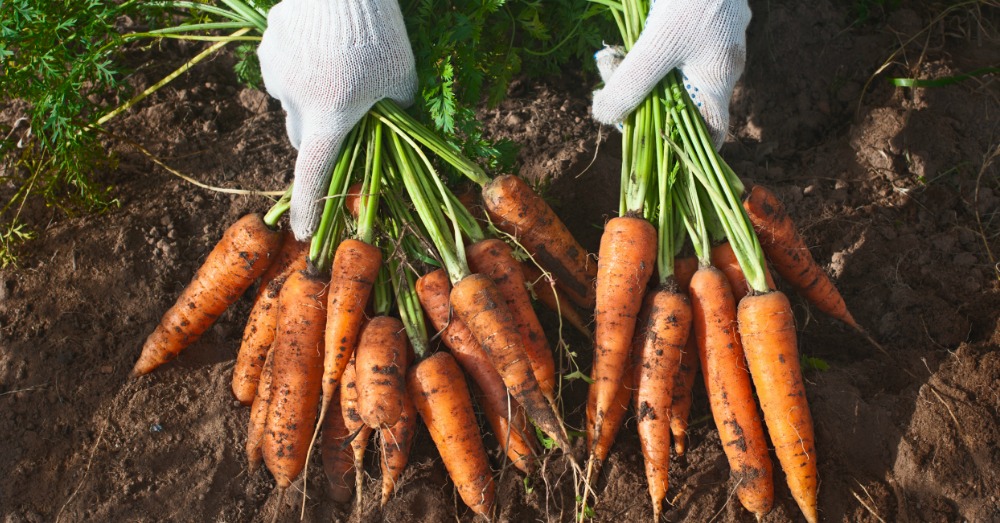7 Fun Facts about Carrots Crafty House