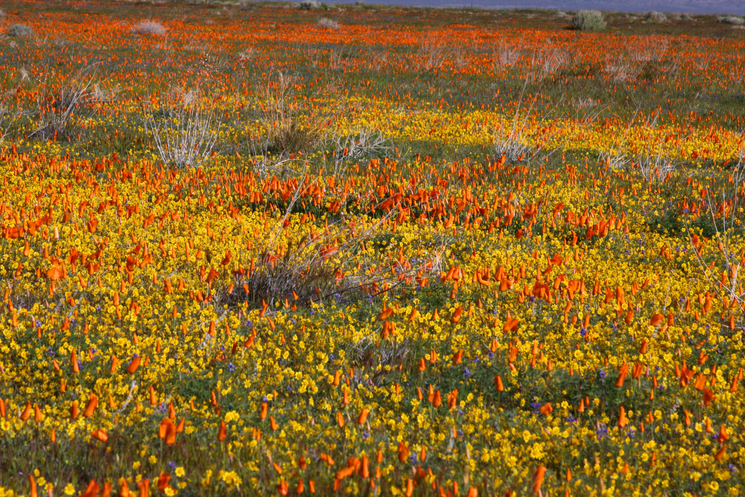 How To Plant Wildflower Seeds Crafty House