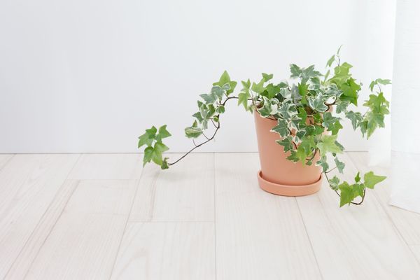 Indoor Plants How To Grow English Ivy Crafty House