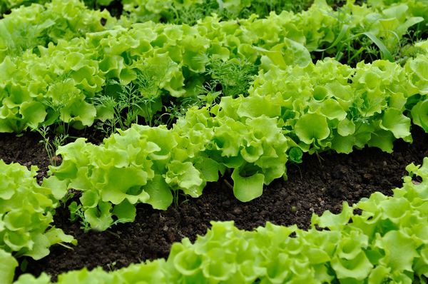 How To Grow Your Own Lettuce Crafty House