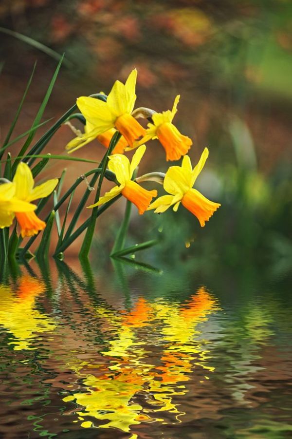 15 interesting facts about daffodils and narcissus - The Boston Bulb  Company Ltd