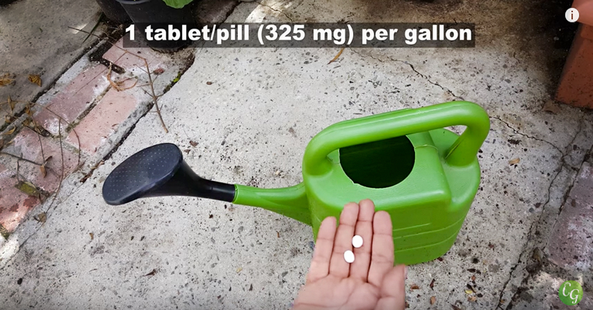 Did You Know You Could Put Aspirin On Your Tomato Plants?! Crafty House