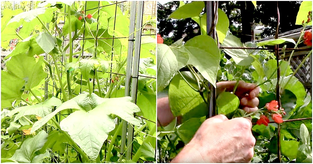 Quick Tip How to Train Crops To Grow Vertically Crafty House