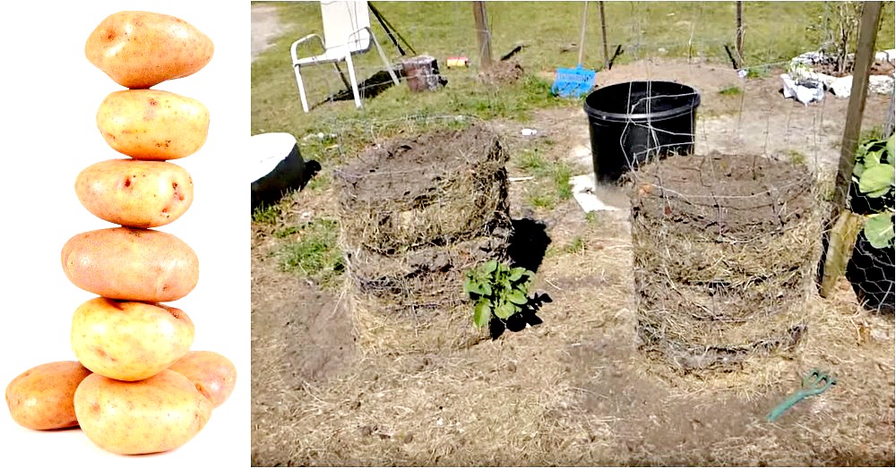 How and Why to Make a Potato Tower Crafty House