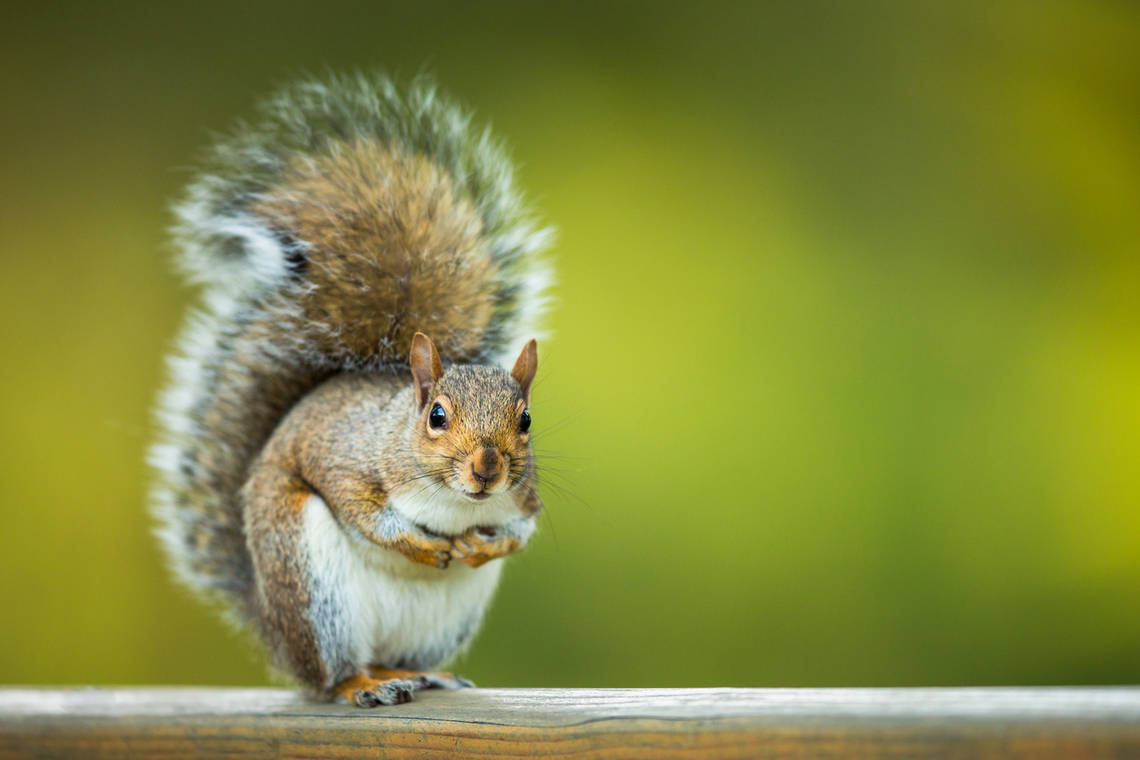 Plants That Repel Squirrels Crafty House Plants That Repel Squirrels Crafty House