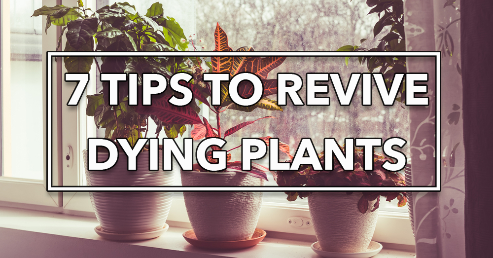 How To Revive Any Plant Crafty House