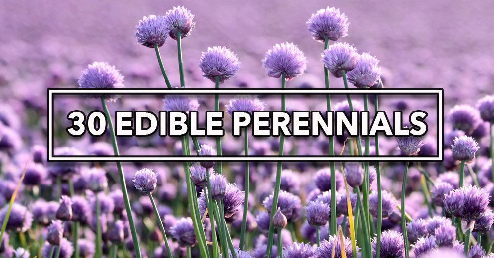 30 Unexpected Edible Perennials Grow What You Eat! Crafty House
