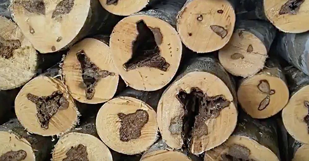 Top 10 Most Expensive And Rare Types Of Wood Crafty House top-10-most-expensive-and-rare-types-of-wood-crafty-house