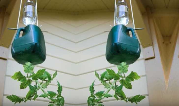 5 creative ways to use a milk jug in the garden - Creative Ramblings