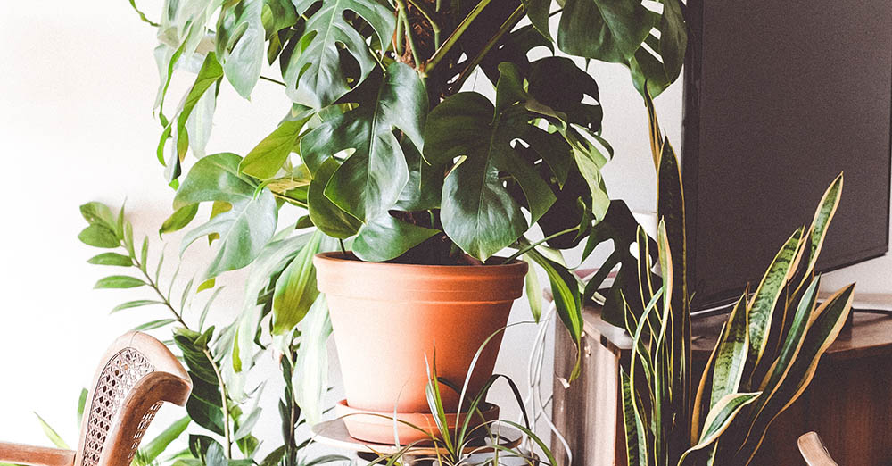How to Make Fake Plants Look Real Crafty House